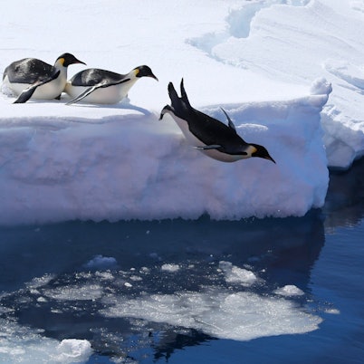 Kaiserpinguine springen von einer Eiskante ins Meer.