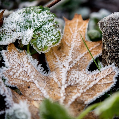Ein gefrorenes Blatt liegt auf dem Boden