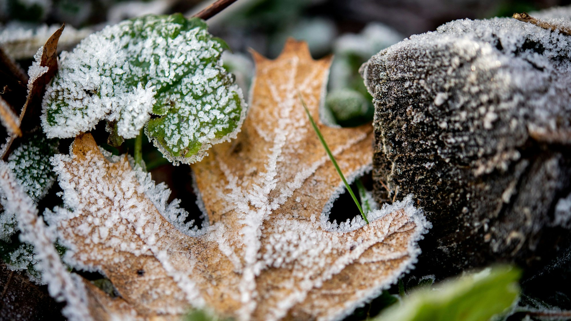 Ein gefrorenes Blatt liegt auf dem Boden