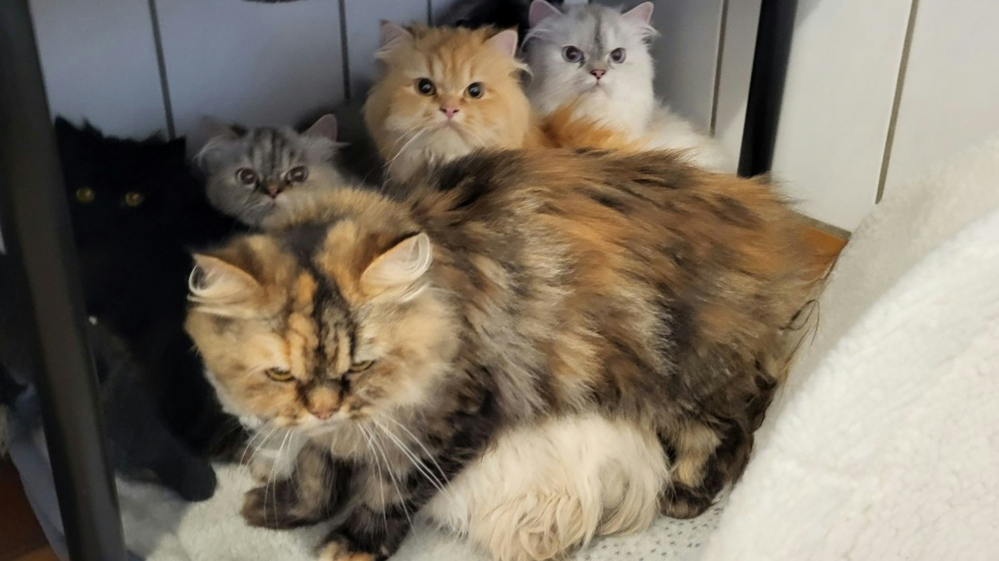 Das Bild zeigt fünf der insgesamt 33 Perserkatzen, die vom Veterinäramt des Rhein-Sieg-Kreises bei einer Tierhalterin beschlagnahmt wurden.