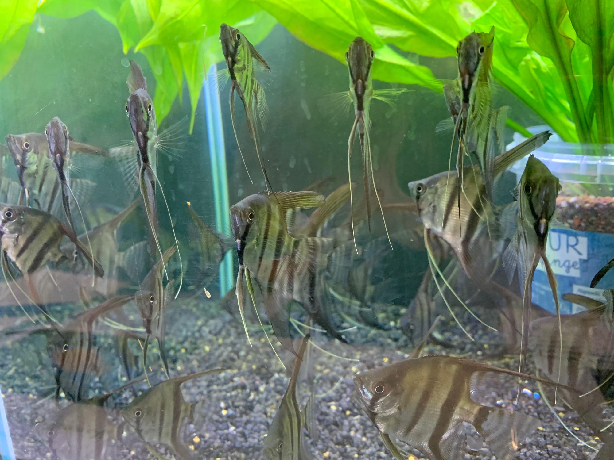 Aquarien-Börse des Aquarien- und Terrarien-Verein Nymphea-Siegburg