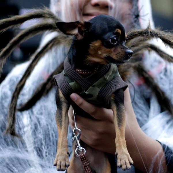 Ein kleiner Hund mit einem Spinnen -Kostüm auf der Hand eines ebenfalls verkleideten Menschen