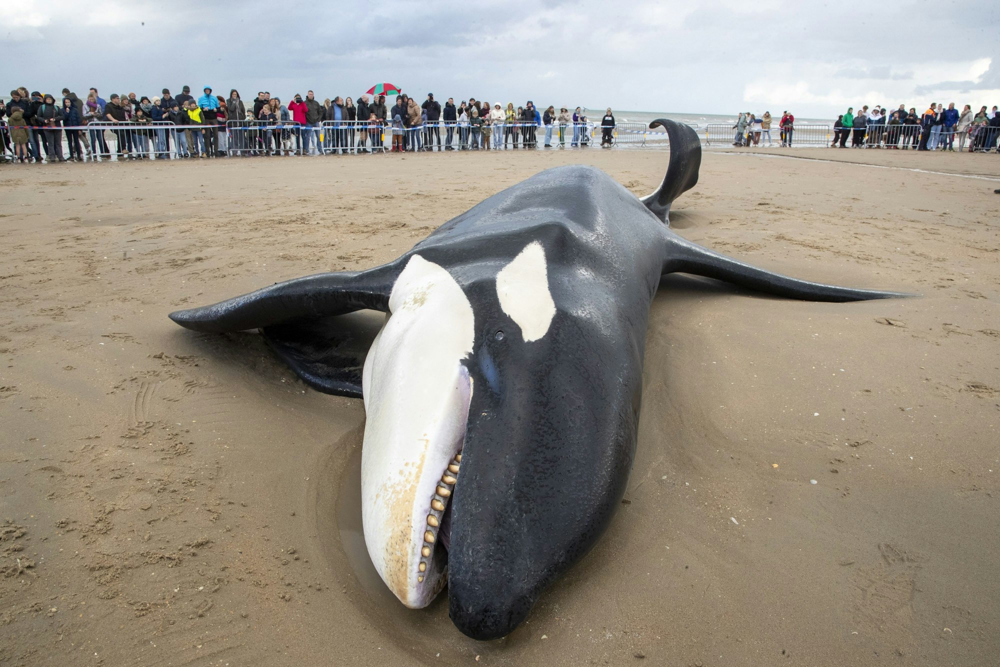 dpatopbilder - 29.10.2023, Belgien, De Panne: Ein gestrandeter Orca liegt an der Küste von Koksijde. Foto: Nicolas Maeterlinck/Belga/dpa +++ dpa-Bildfunk +++