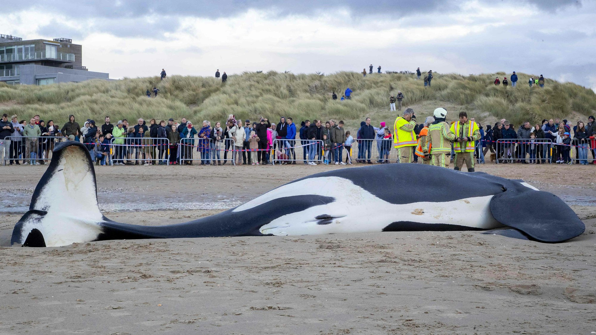 Hunderte Schaulustige zog der verendete Orca an der Nordseeküste in Belgien an.