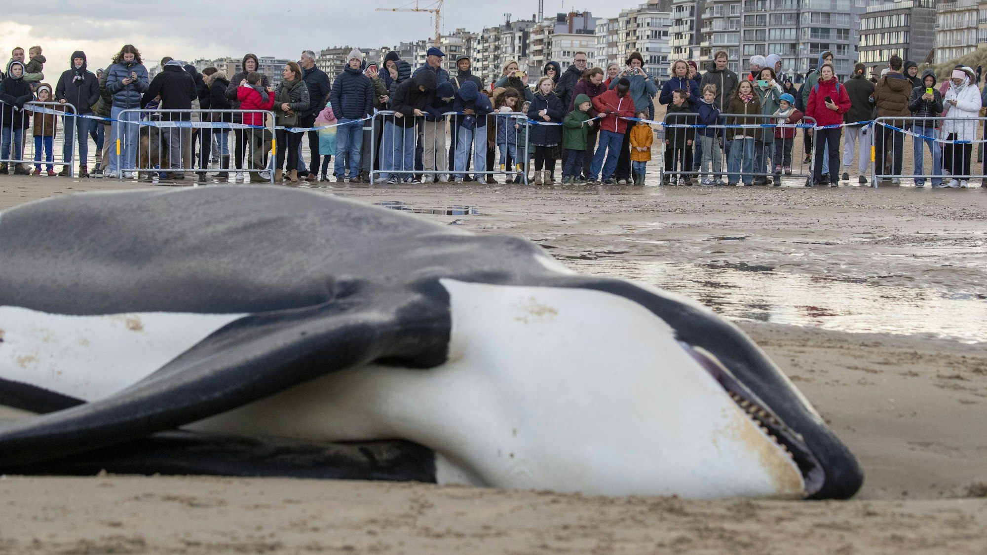 Der verendete Orca an der Küste von Koksijde in Belgien ist rund sechs Meter lang.