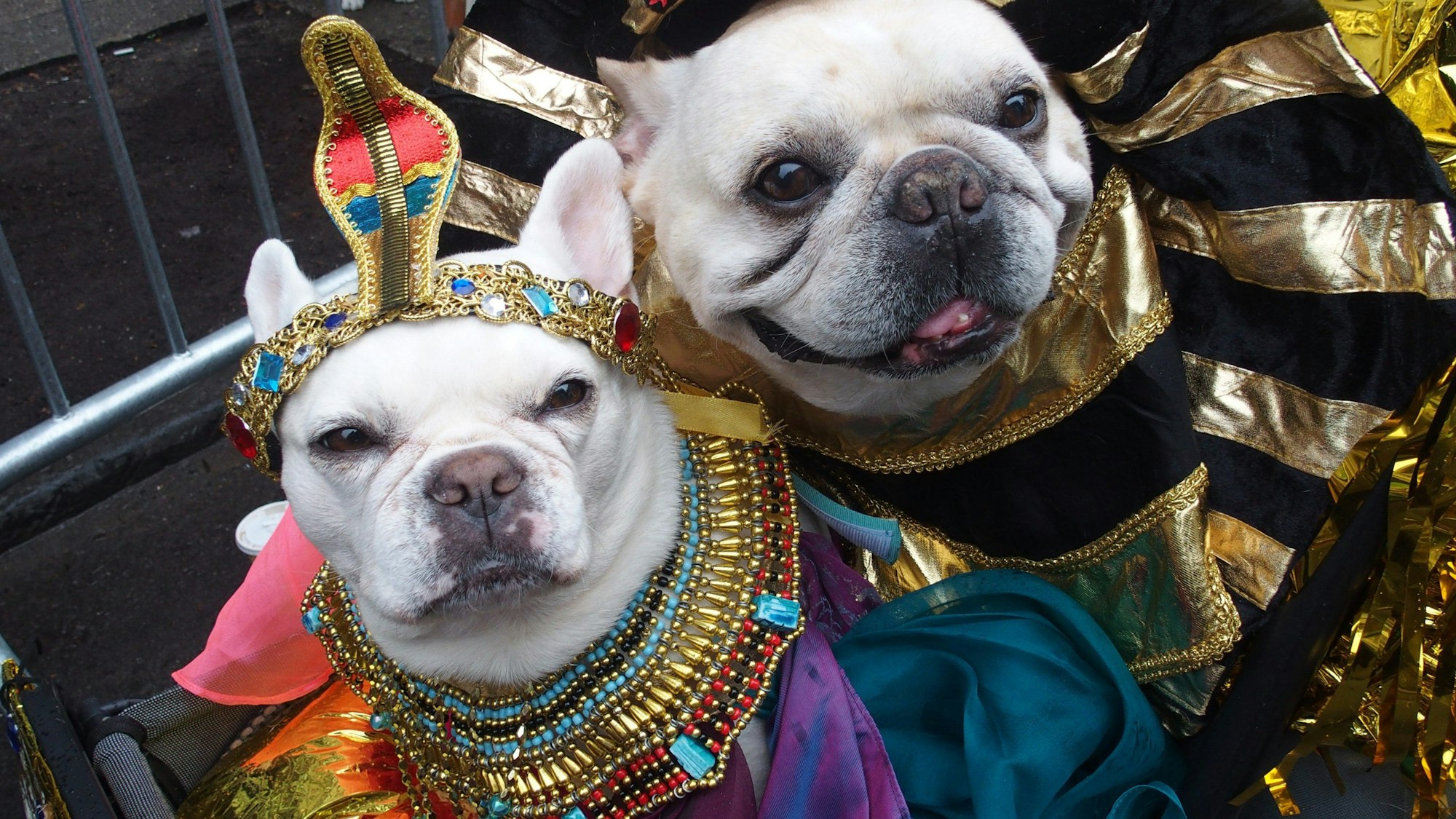 21.10.2023, USA, New York: Verkleidete Hunde nehmen am 33. Tompkins Square Halloween Dog Festival teil.
Schick wie die früheren Ägypter zeigten sich diese Hunde.