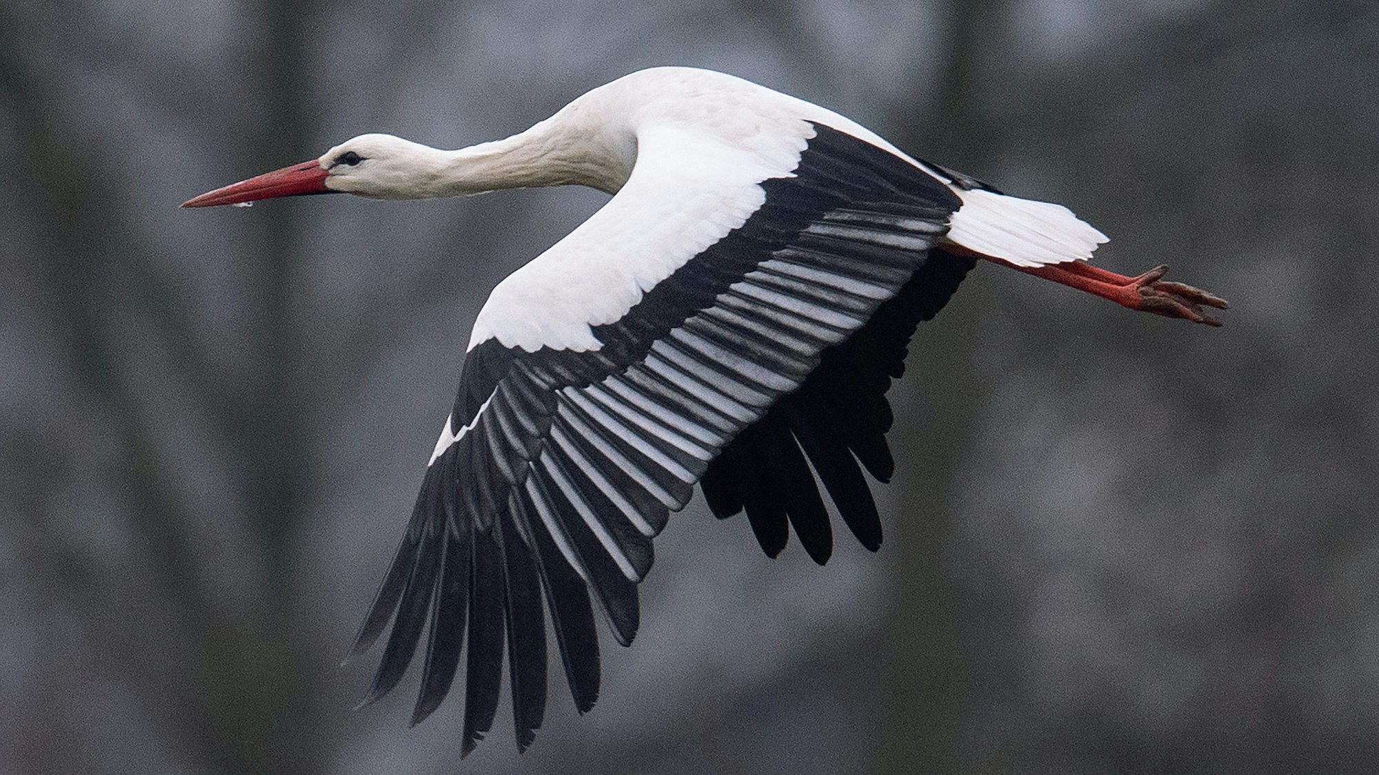 Ein Storch fliegt bei Temperaturen von knapp über null Grad über einen Acker.