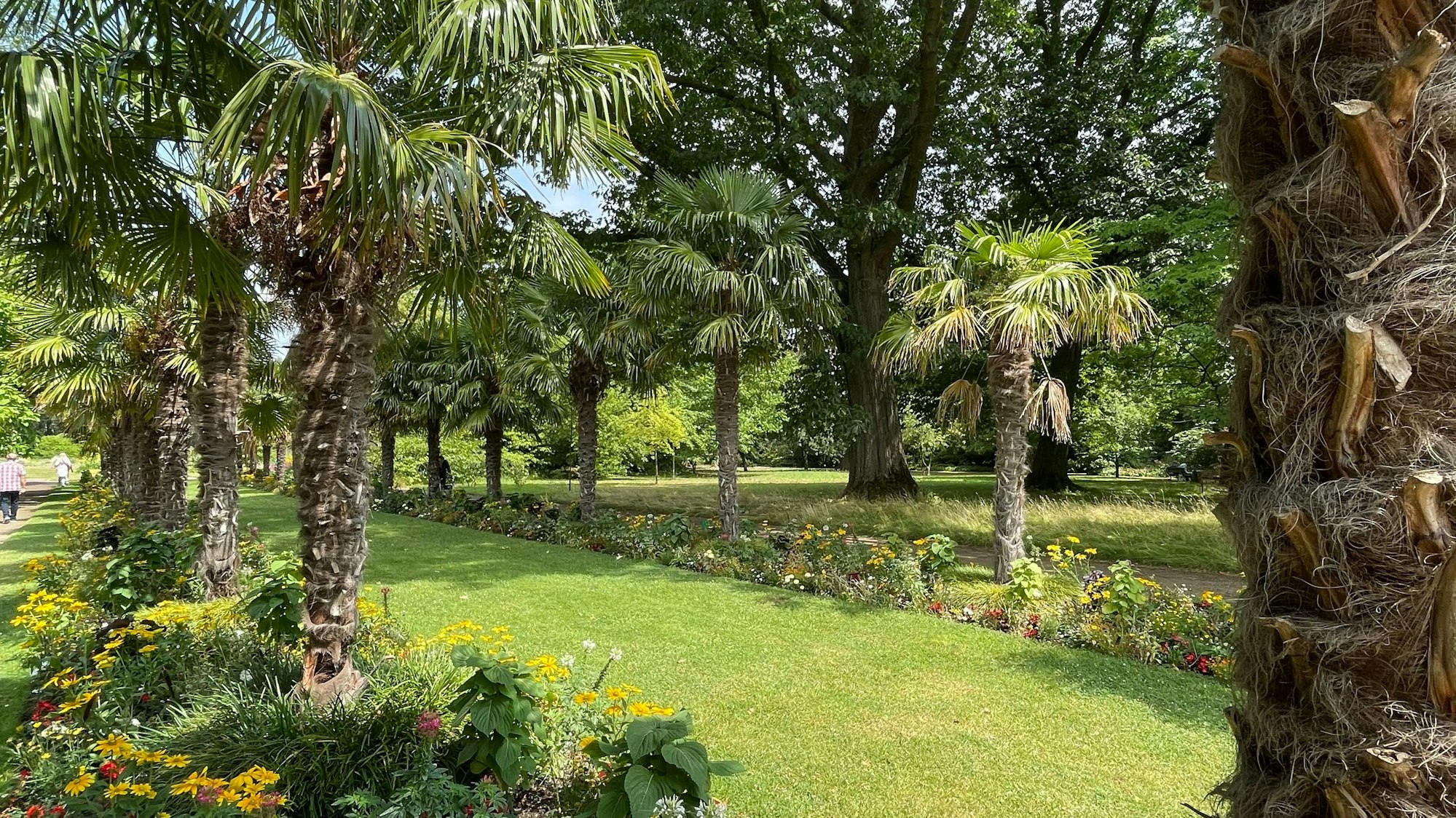 Palmen mit blühenden Stauden.