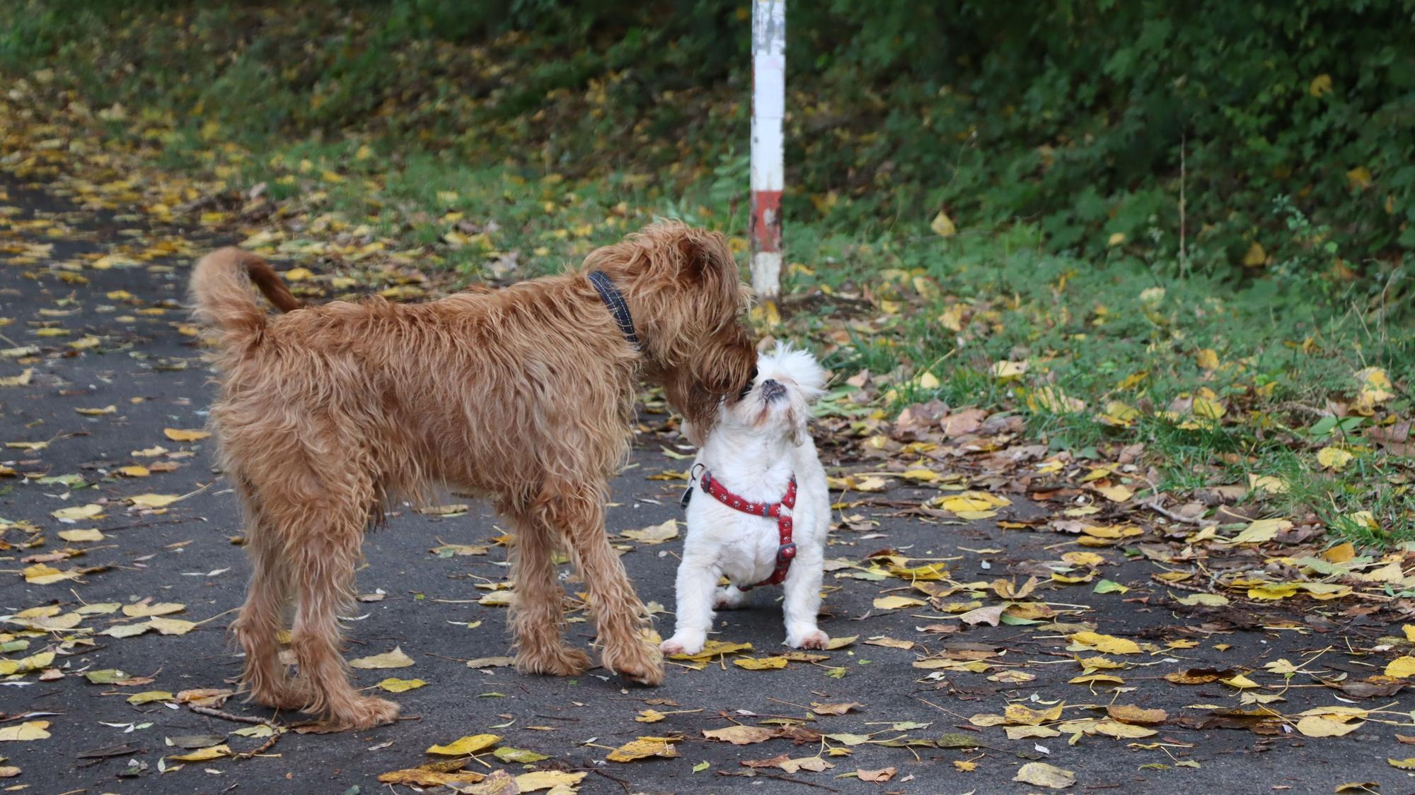 Zwei Hunde beschnüffeln sich auf einem Waldweg.