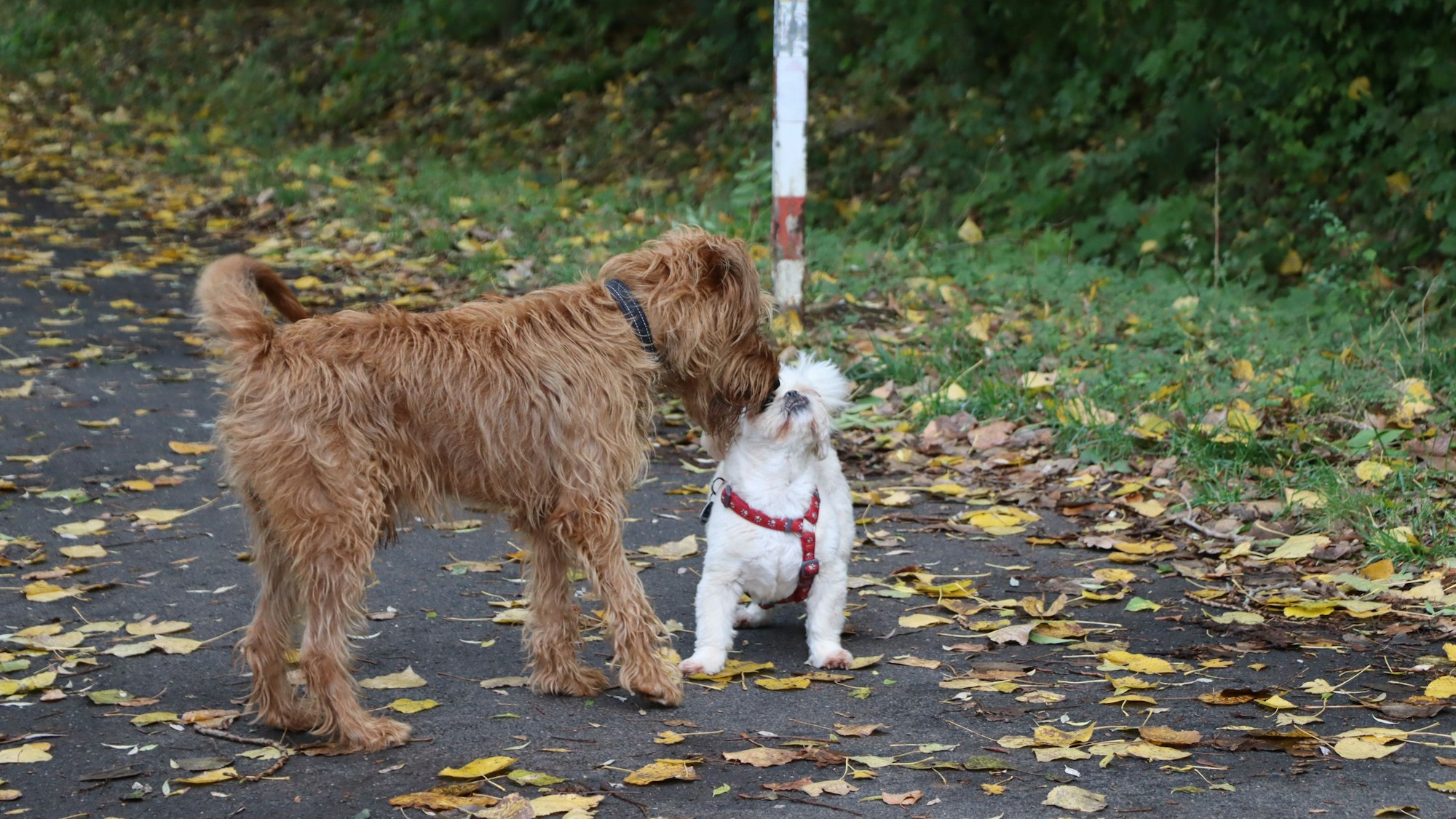 Zwei Hunde beschnüffeln sich auf einem Waldweg.