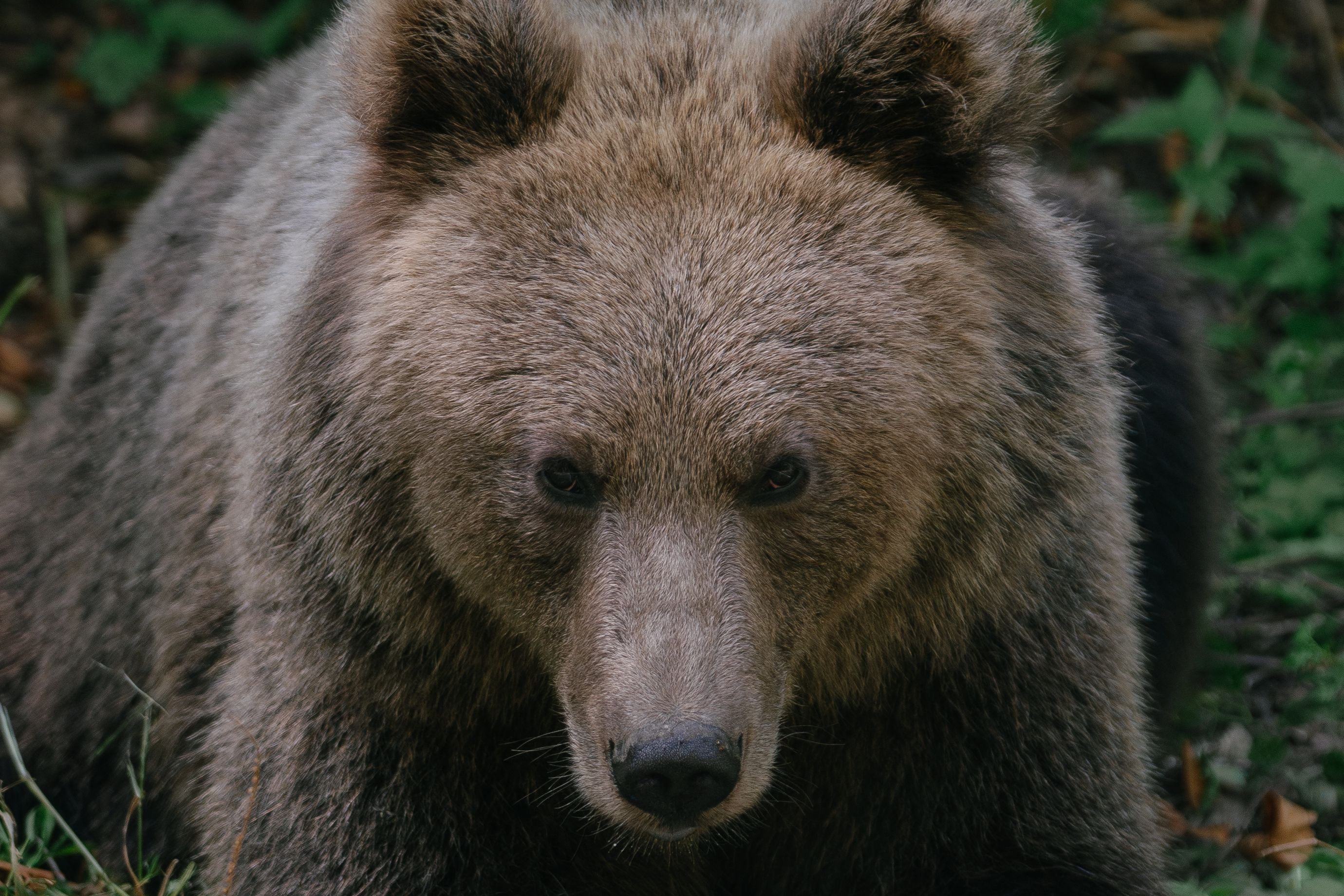 Ein Bär schaut in die Kamera.