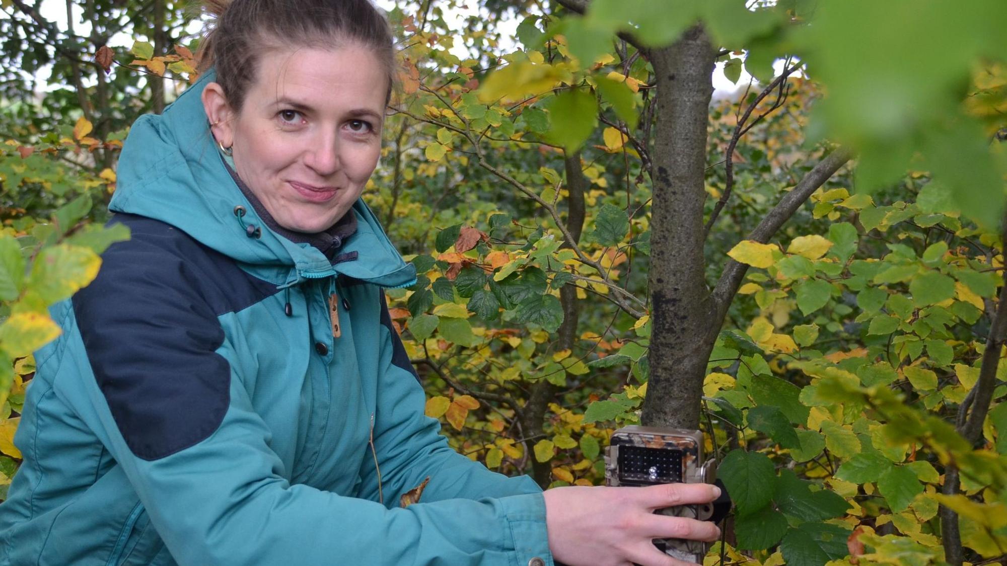 Katharina Stenglein, Koordinatorin beim BUND für das Waldkatzen-Projekt, bringt in einem Wald bei Spurkenbach, einer Ortschaft der Stadt Waldbröl, eine neue Wildkamera an, die auch Aufnahmen von der scheuen Wildkatze machen soll.