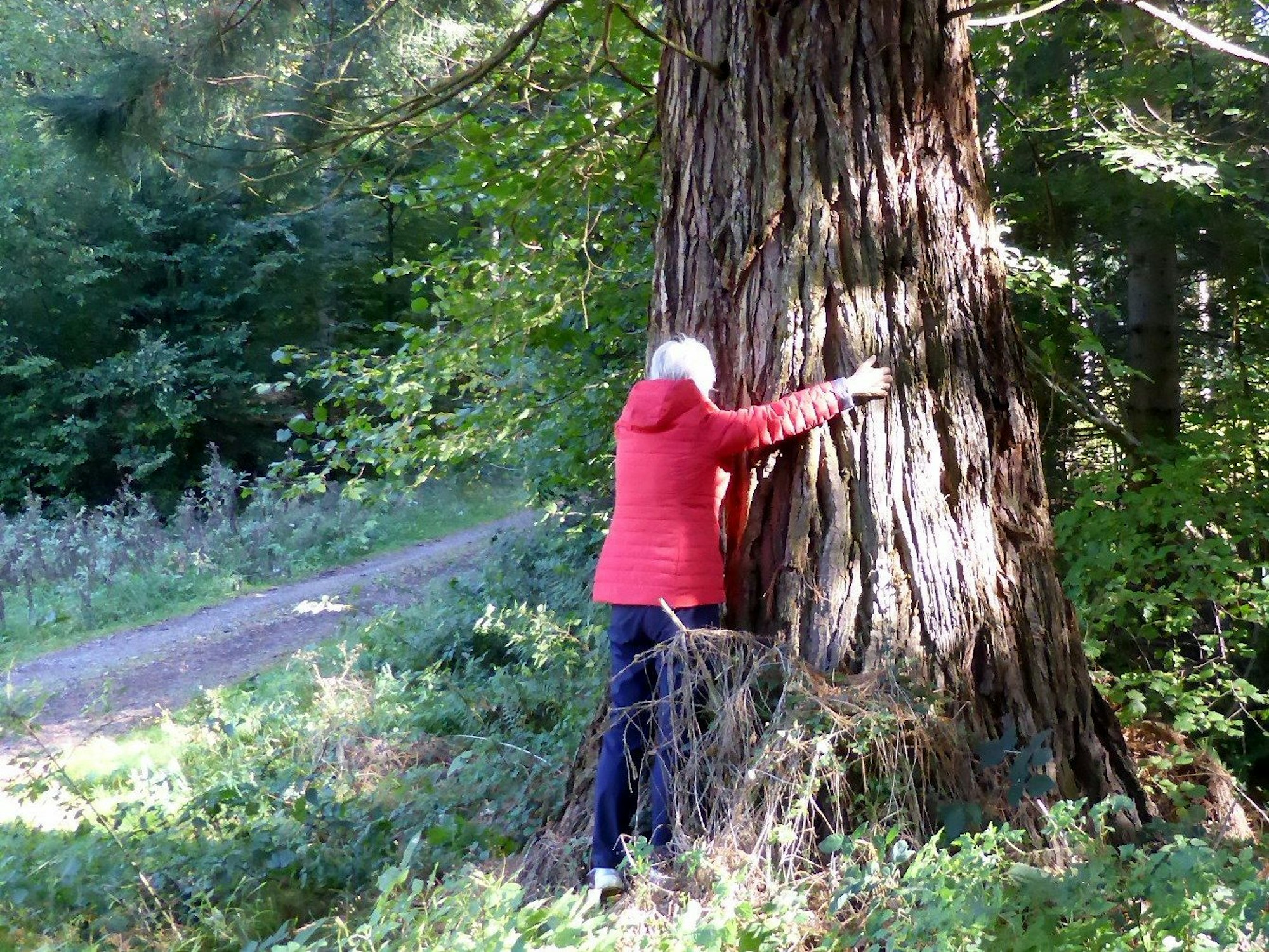 Riesen-Mammutbaum auf der Höhe Haarscheider Kopf