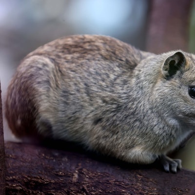 Eines der beiden Felsenmeerschweinchen im Kölner Zoo