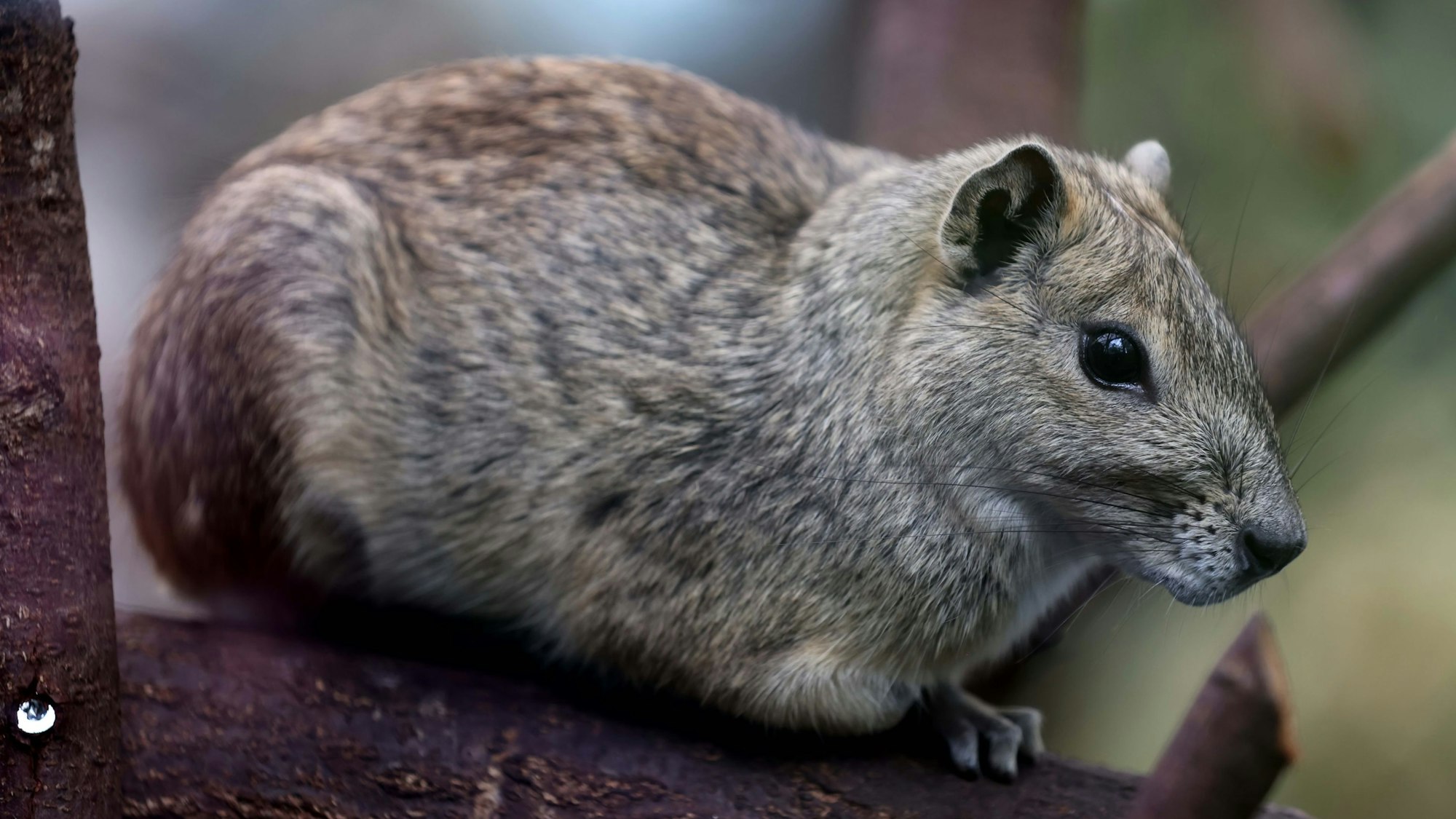 Eines der beiden Felsenmeerschweinchen im Kölner Zoo