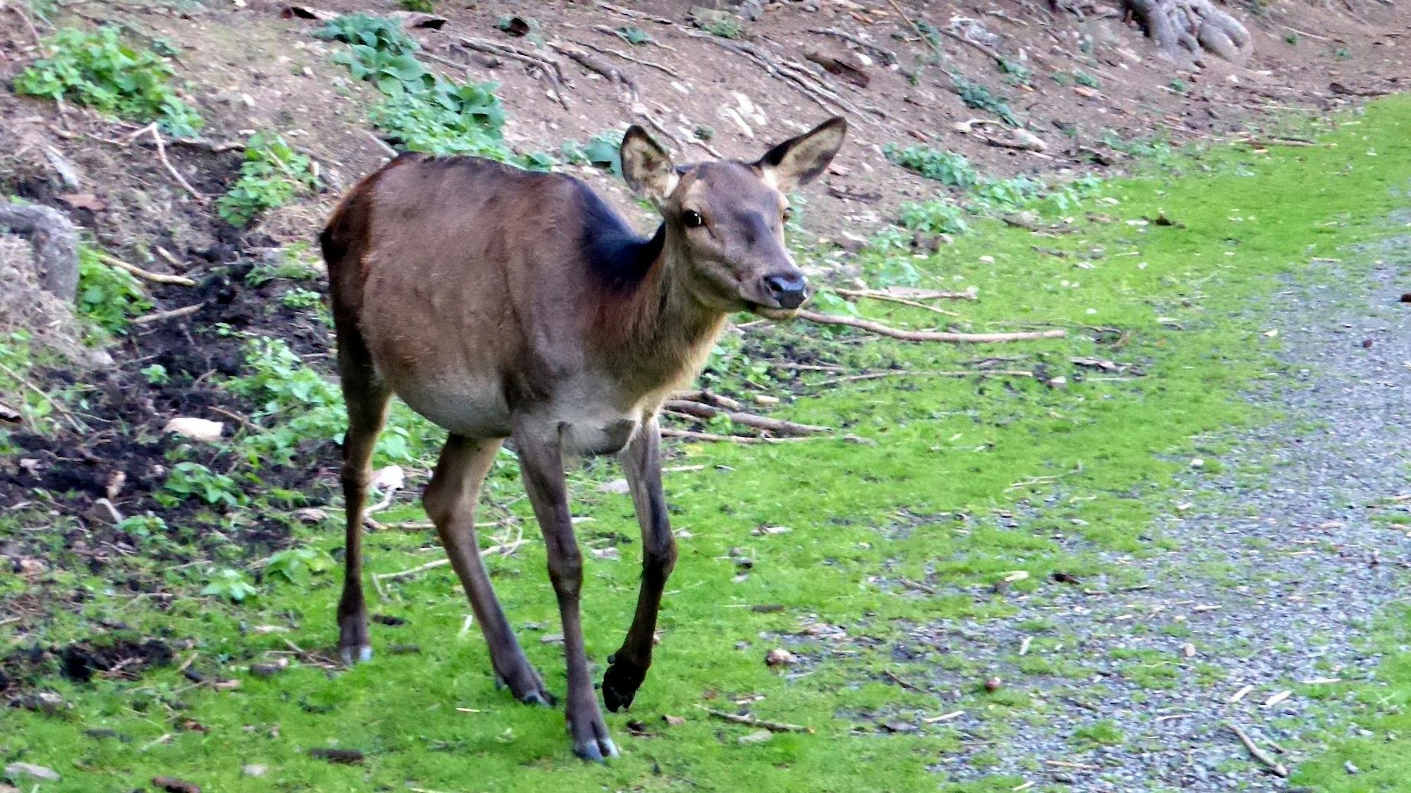 Rehe und Hirsche laufen im Damwildgarten frei herum.