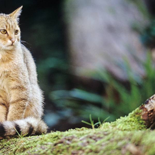 Nach mehr als 70 Jahren der Abstinenz ist die Wildkatze offenbar in die Wälder auf dem Nutscheid-Höhenzug bei Waldbröl zurückgekehrt.