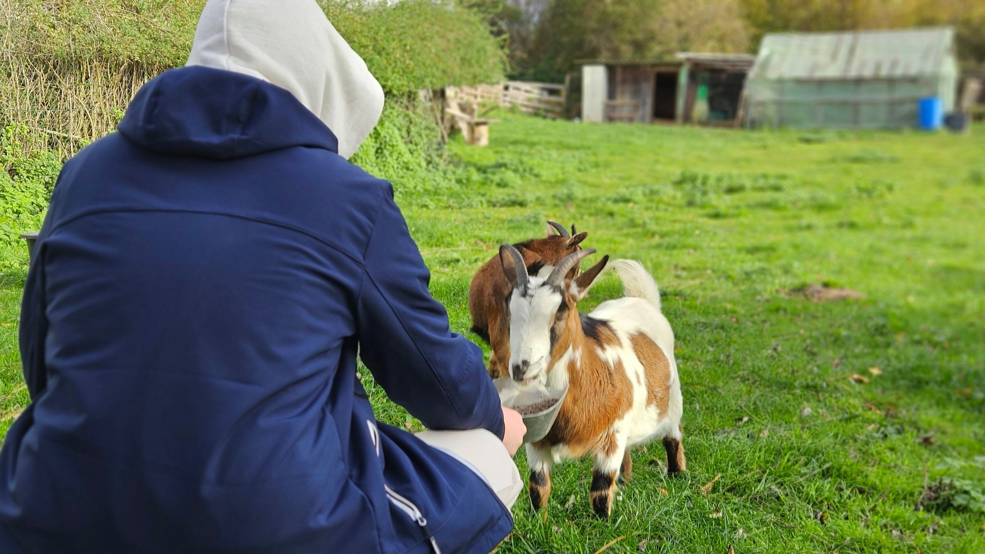 Ein Mensch füttert eine braun-weiße Ziege auf einer Wiese, im Hintergrund steht eine weitere Ziege.