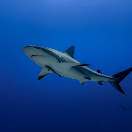 Ein Riffhai auf Beutejagd.