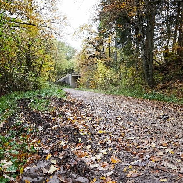 Das Bild zeigt den mit Blättern bedeckten Waldweg.