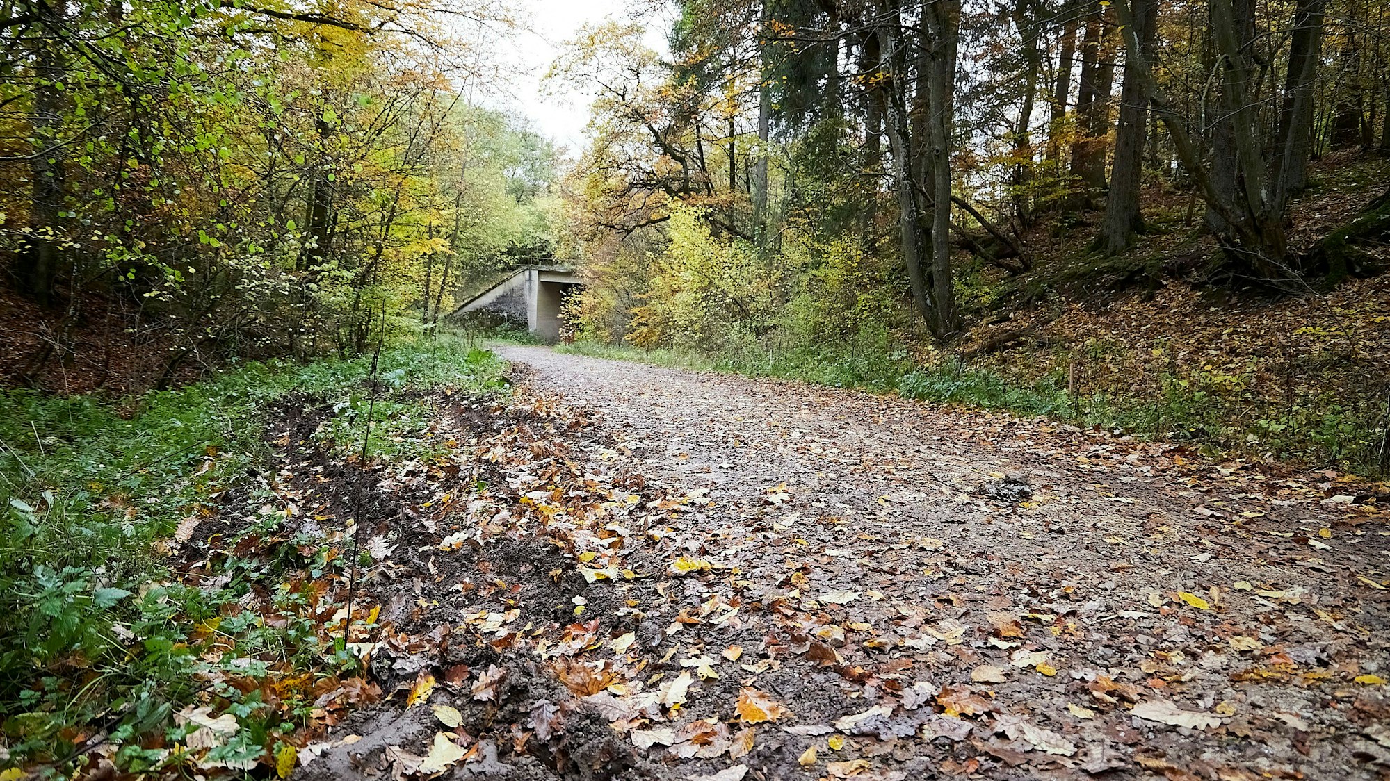 Das Bild zeigt den Waldweg bei Mülheim. Er ist mit einigen Blättern bedeckt.