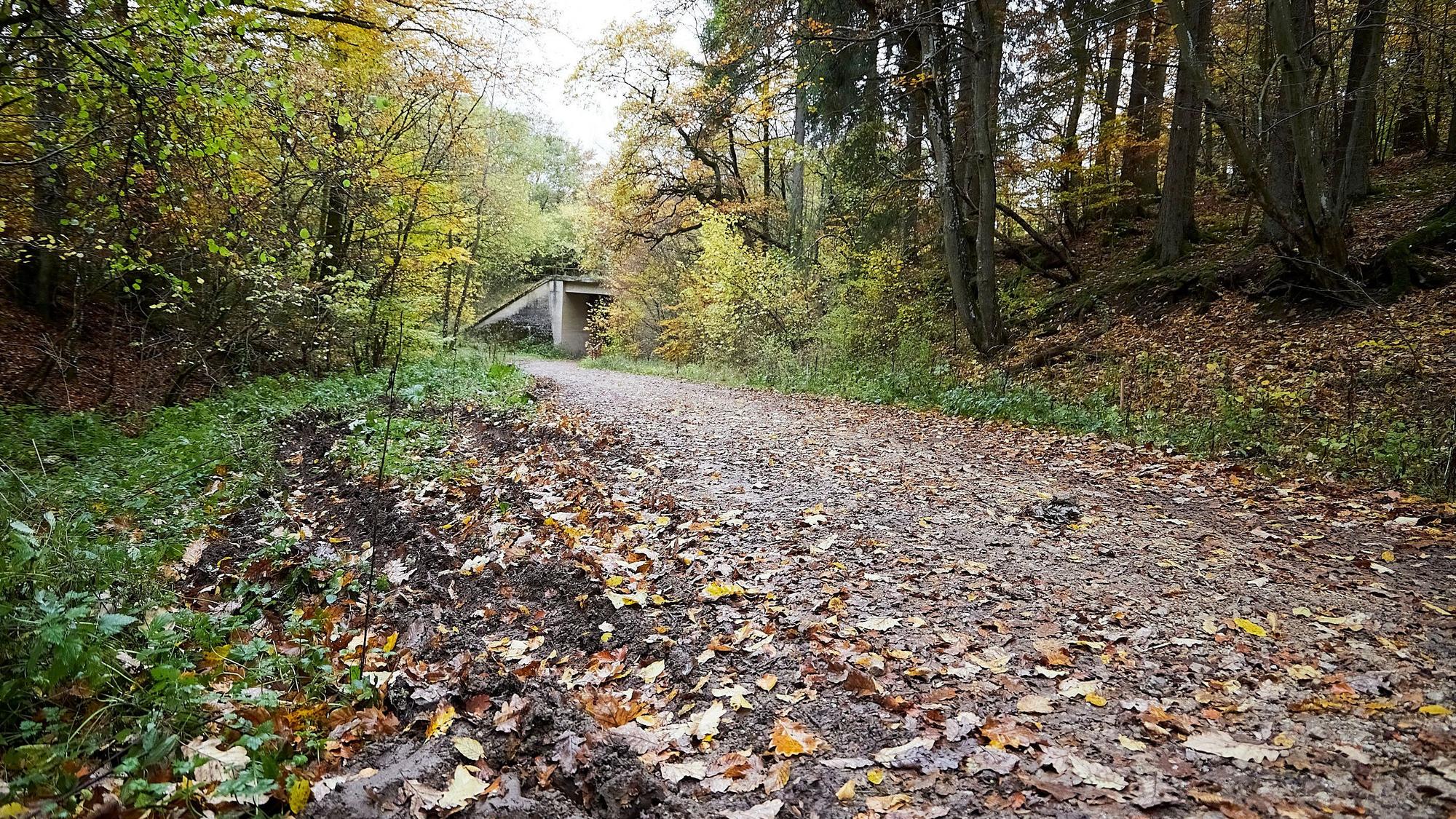Das Bild zeigt den mit Blättern bedeckten Waldweg.