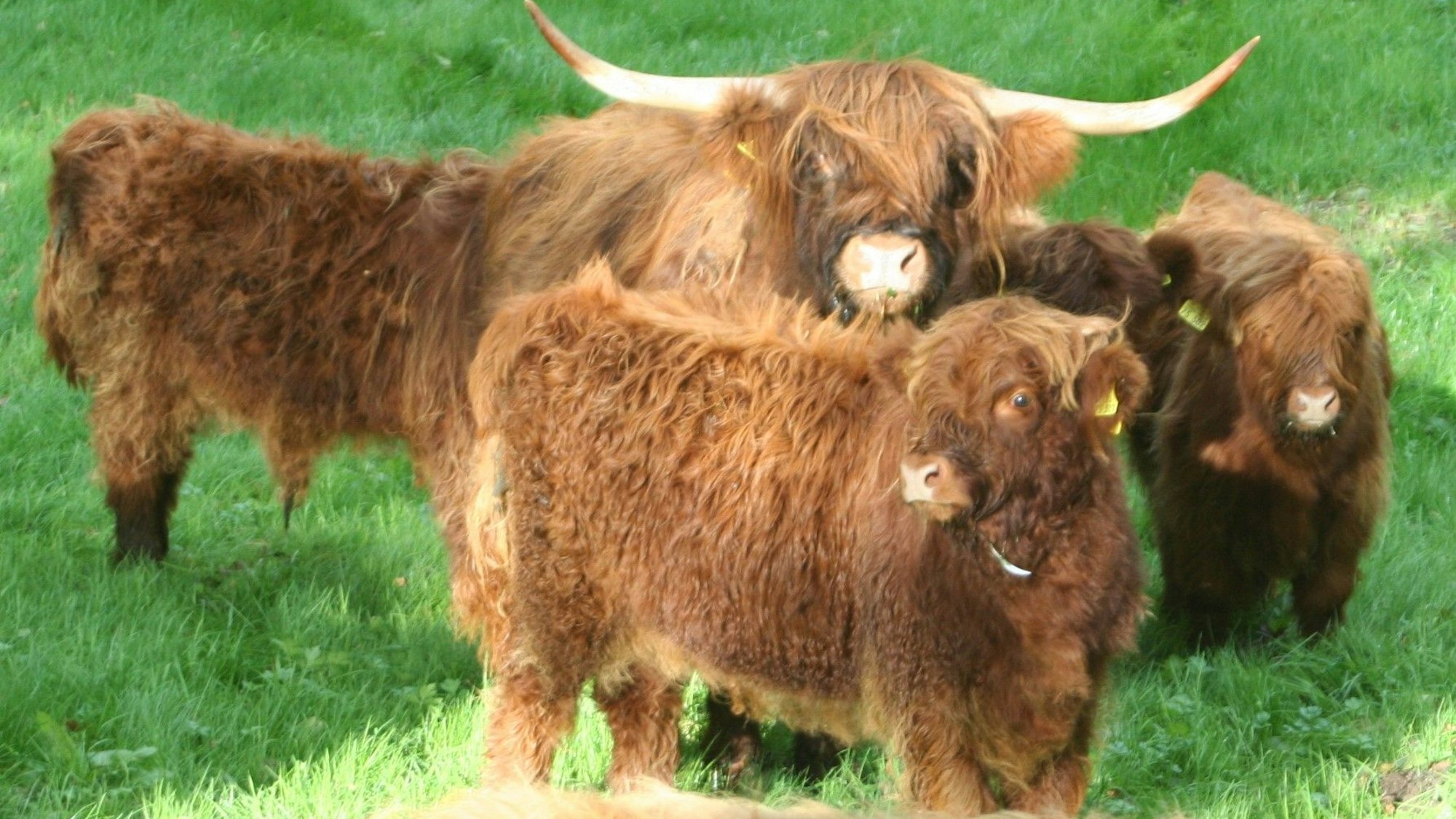 Ein Hochlandrind mit rotbraunem, langen Fell und mächtigen Hörnern steht auf einer grünen Wiese. Es ist umringt von rotbraunen, wolligen Kälbern.