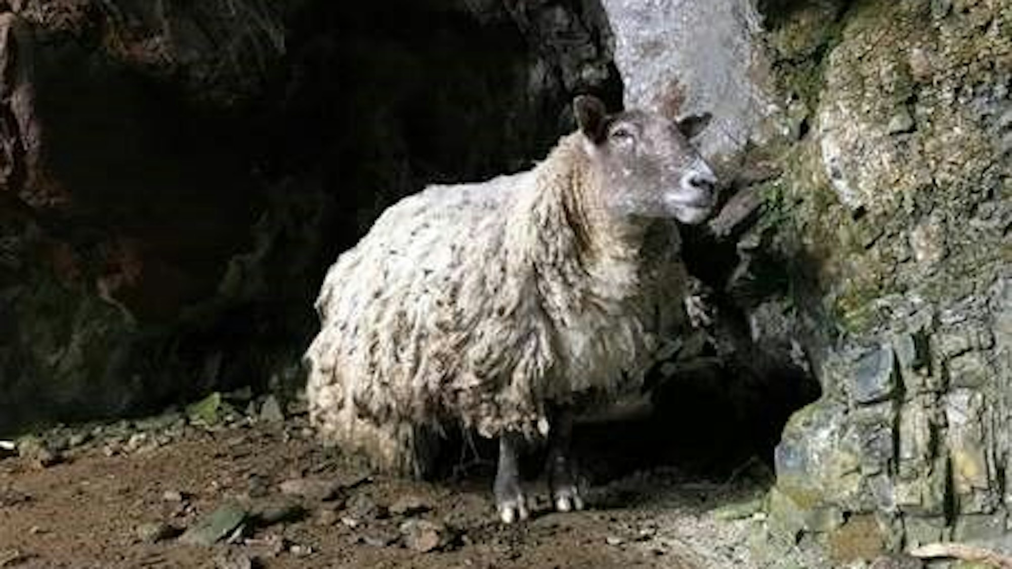 Wollig und einsam: Schaf Fiona lebte drei Jahre lang allein in einem unzugänglichen Gebiet.