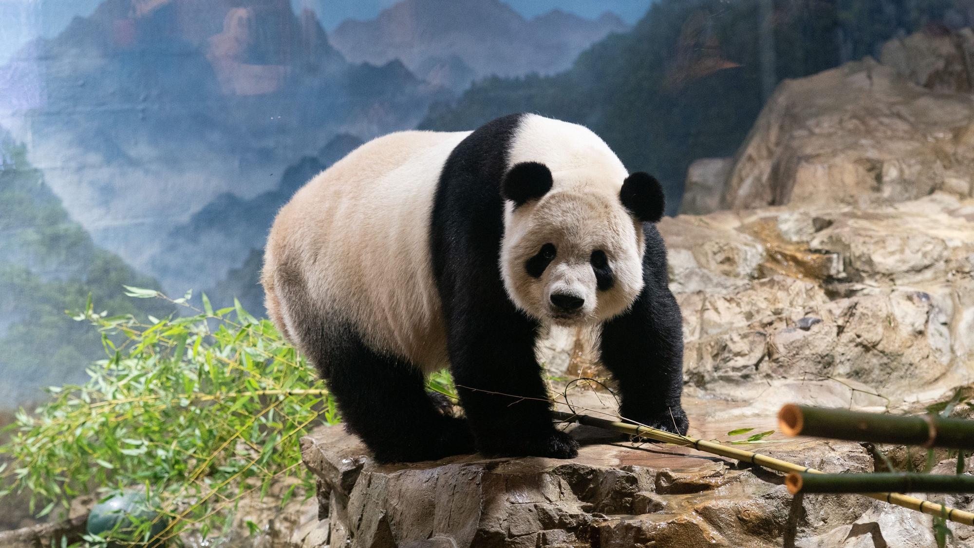 ARCHIV - 01.10.2023, USA, Washington: Der Große Panda Tian Tian ist im Smithsonian's National Zoo zu sehen. Die Großen Pandas Mei Xiang, Tian Tian und Xiao Qi Ji, die sich derzeit im Smithsonian's National Zoo aufhalten, werden gemäß einer früheren Vereinbarung mit der China Wildlife Conservation Association (CWCA) bis Ende des Jahres nach Hause zurückkehren. (zu dpa "Washington nimmt Abschied: Pandas machen sich auf den Weg nach China") Foto: Liu Jie/XinHua/dpa +++ dpa-Bildfunk +++