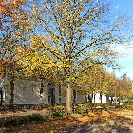 Bornheim, alte Turnhalle der Johann-Wallraf-Schule, demnächst wieder Notunterkunft
