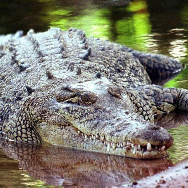 Ein Salzwasserkrokodil, aufgenommen in Darwin/Australien(undatierte Aufnahme).