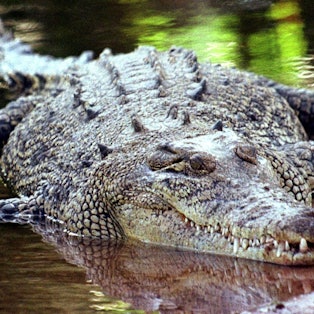 Ein Salzwasserkrokodil, aufgenommen in Darwin/Australien(undatierte Aufnahme).