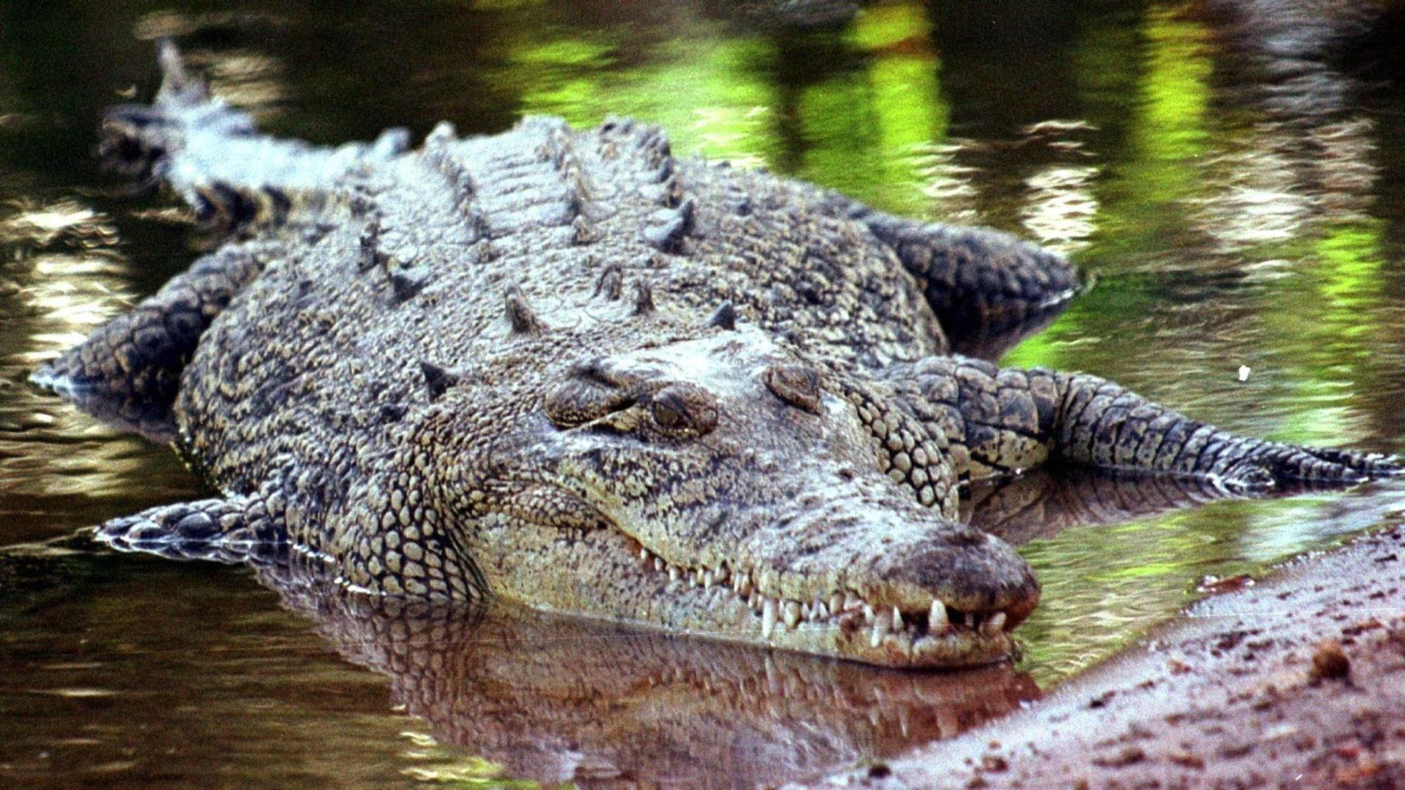 Ein Salzwasserkrokodil, aufgenommen in Darwin/Australien(undatierte Aufnahme).