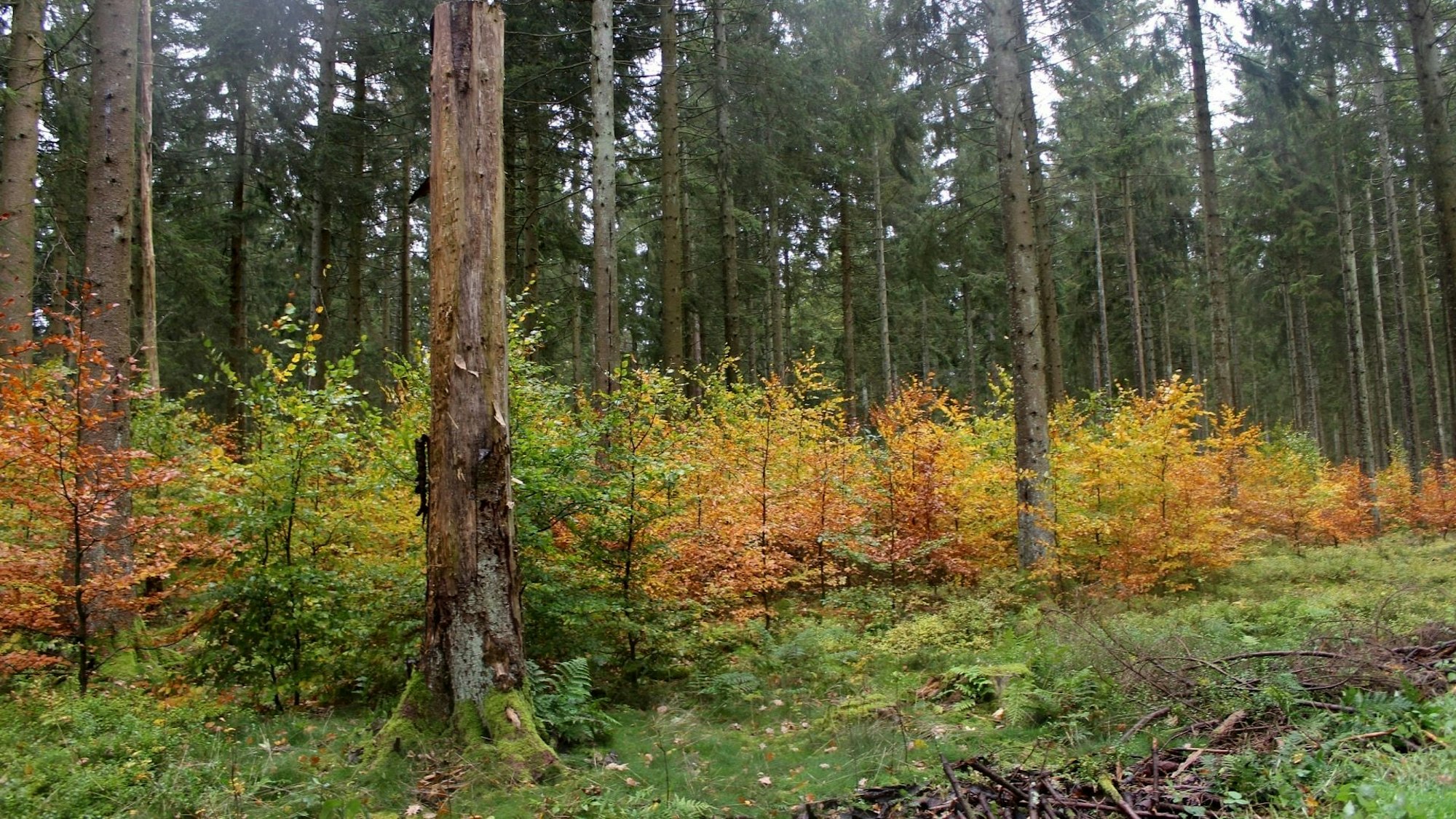 Im Nationalpark Eifel wachsen junge Buchen unter alten Fichtenbeständen.