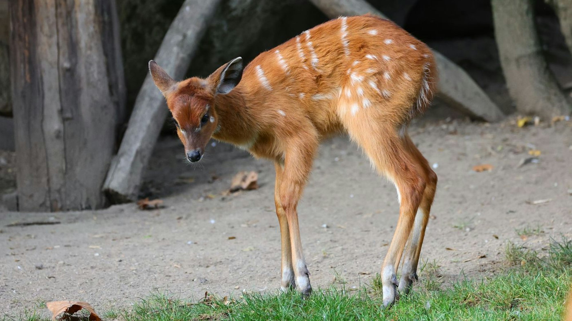 Ein Jungtier mit rötlichem Fell, durch das sich helle Steifen ziehen, steht im Gehege.