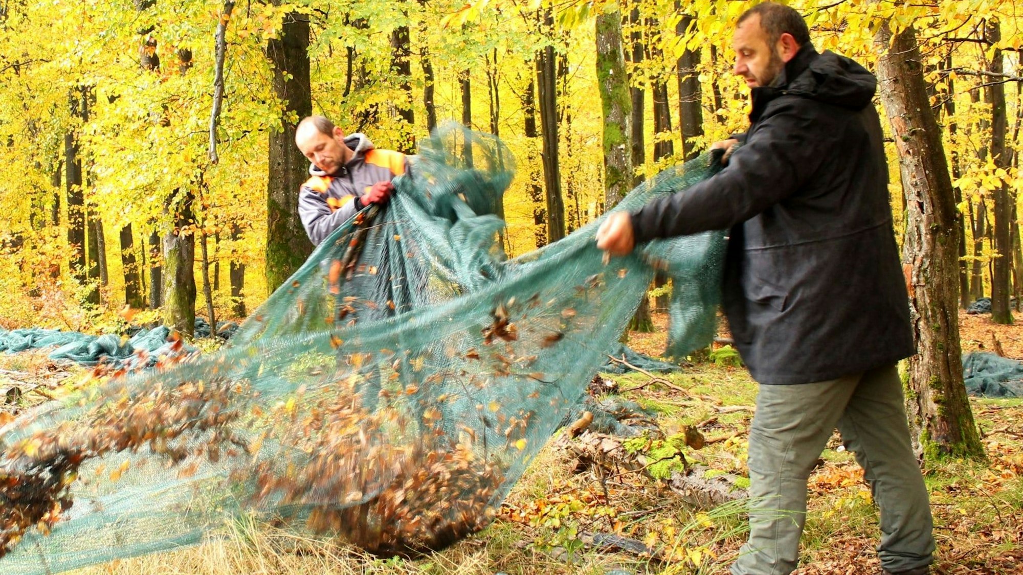 Zwei Männer legen ein Netz zusammen, das auf dem Boden des Waldes ausgelegt war. Im Hintergrund ist das gelb gefärbte Laub eines Buchenwalds zu sehen.