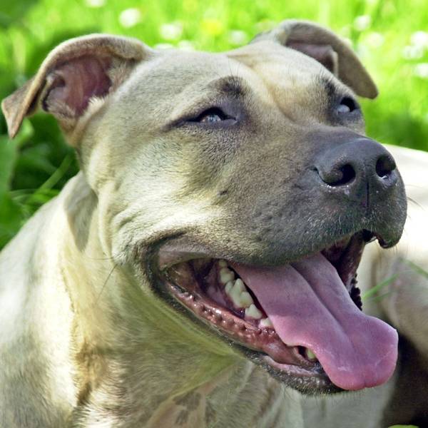 Hund der Rasse American Staffordshire Terrier