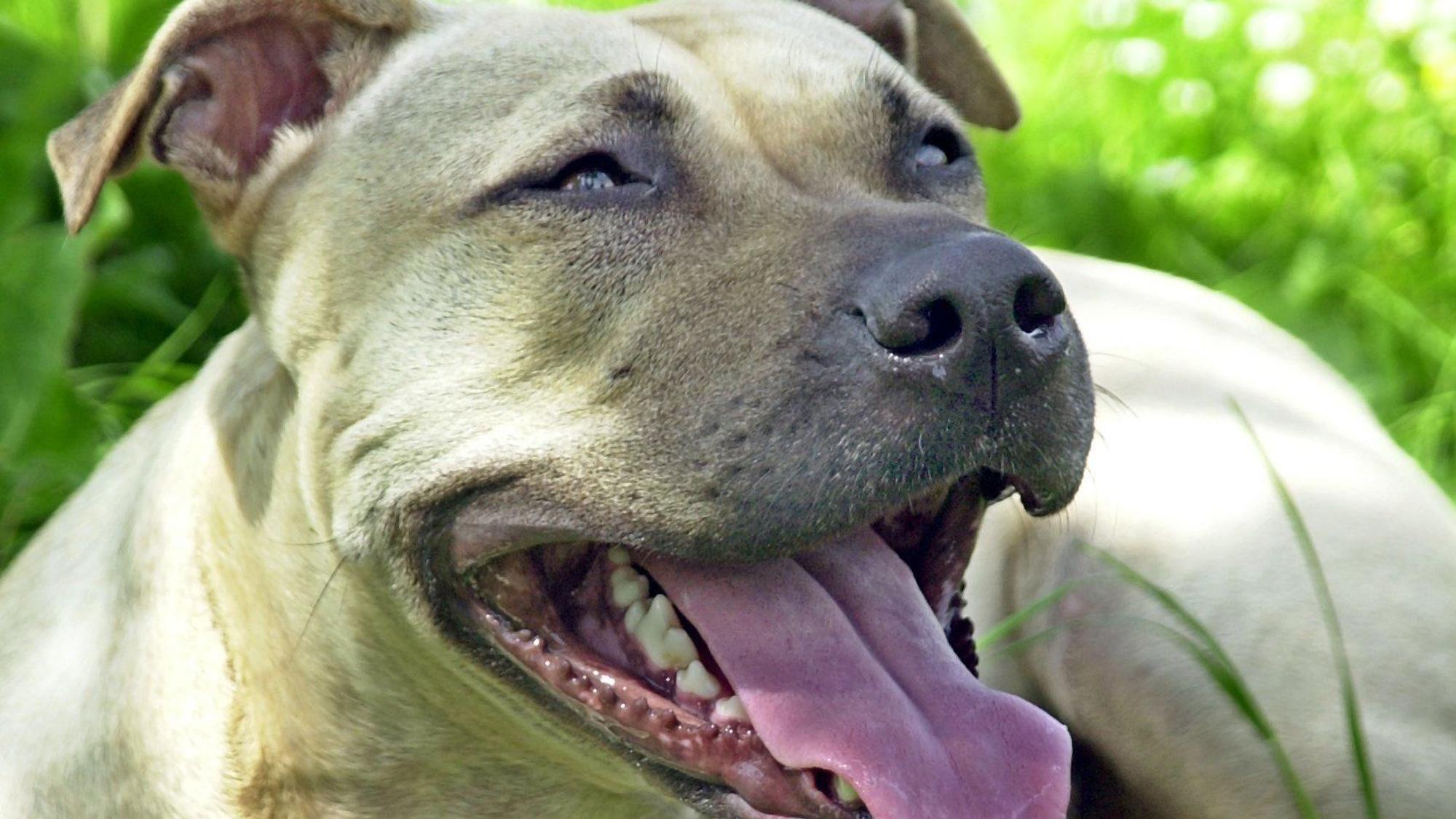 Hund der Rasse American Staffordshire Terrier
