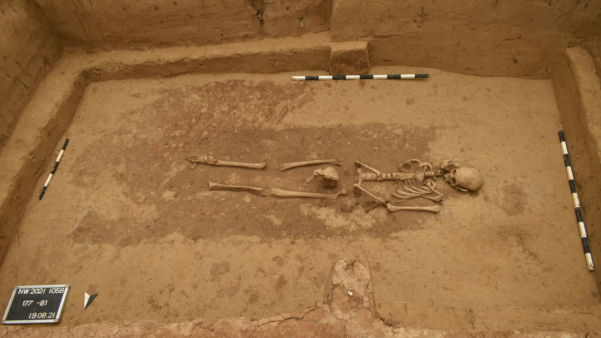 Ein Skelett liegt freigelegt im Erdreich. Schwarz-weiße Messstäbe rund um den Fund zeigen den Größenmaßstab an.