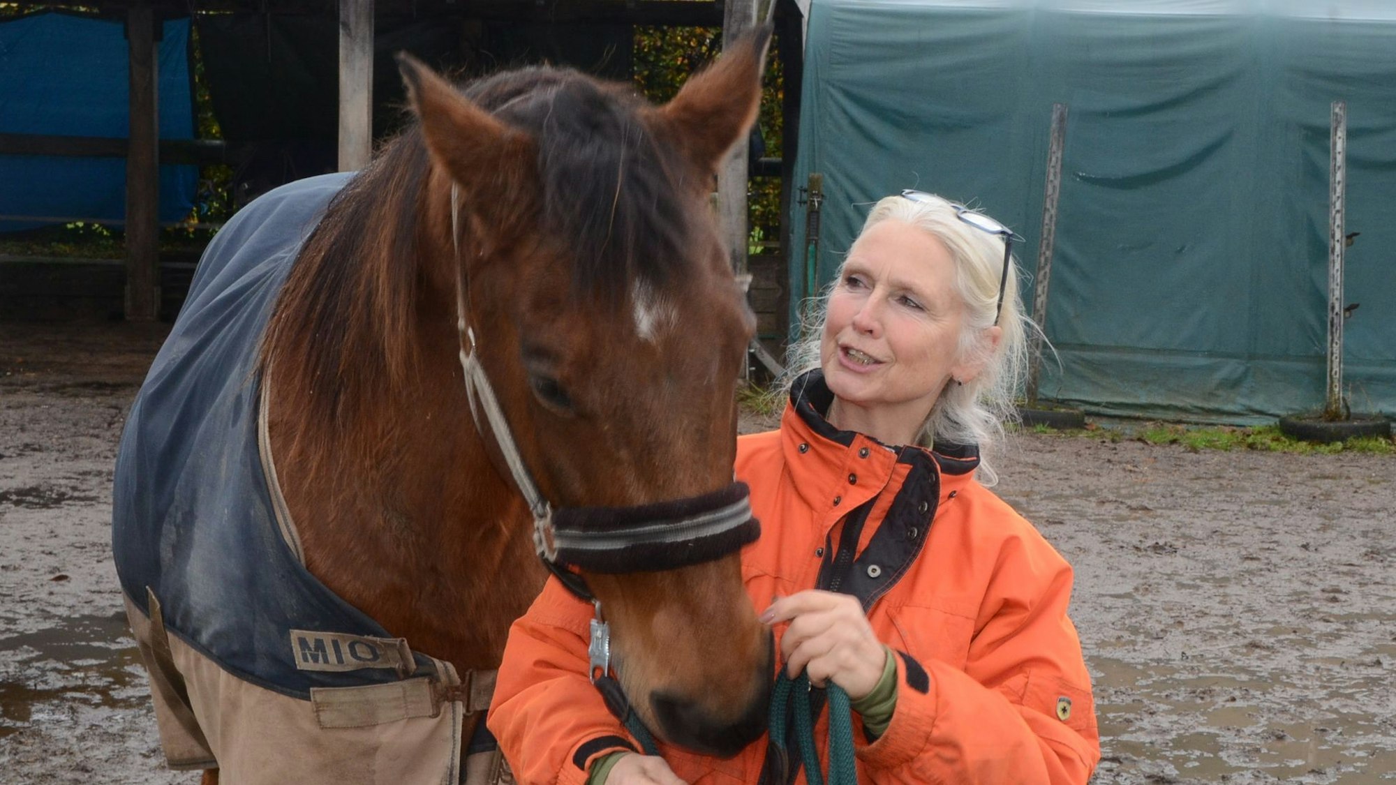 Wallach Gitano seit Jahren im St. Martinszug: Eine blonde Frau in orangefarbener Windjacke hat ein braunes, großes Pferd am Halfter. Das Pferd hat seinen Kopf über ihre Schulter gelegt.