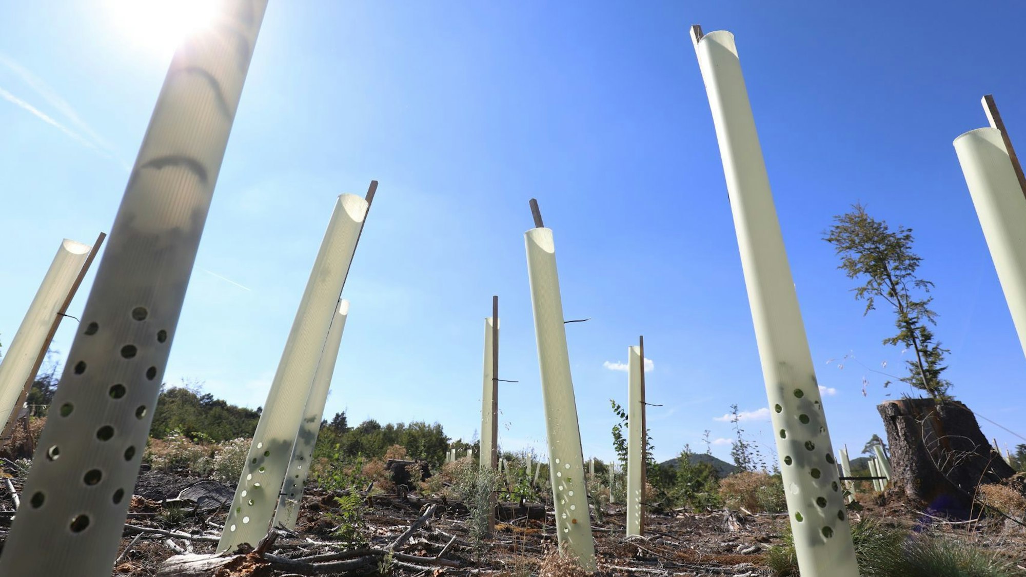Plastikröhren stehen im Wald bei Bad Honnef; darin wachsen die neu gepflanzten Setzlinge, die vor Wildverbiss geschützt werden.