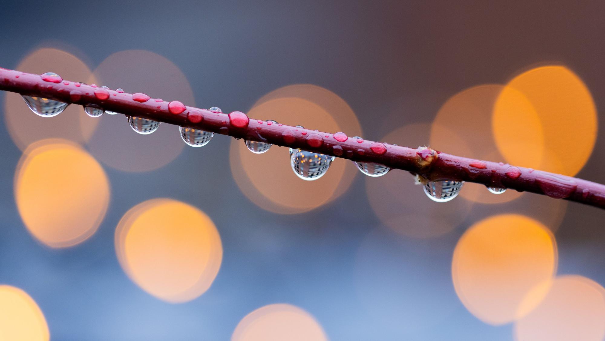 13.11.2023, Nordrhein-Westfalen, Köln: Wassertropfen hängen an einem kahlen Ahornbaum vor einer Lichterkette. (zu dpa ·Regen und Gewitter zum Wochenstart in NRW erwartet·) Foto: Rolf Vennenbernd/dpa +++ dpa-Bildfunk +++