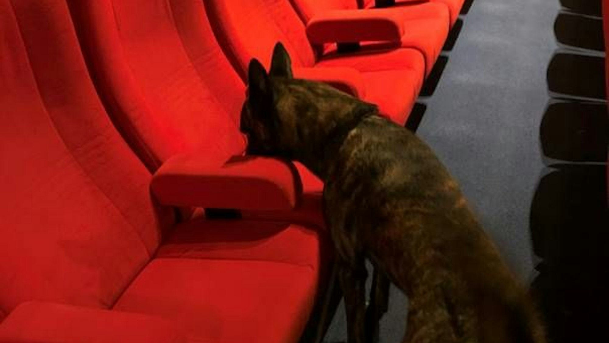 Ein Bettwanzen Spürhund von Sonja Rolauf schnüffelt die Sitze in einem Kino ab.