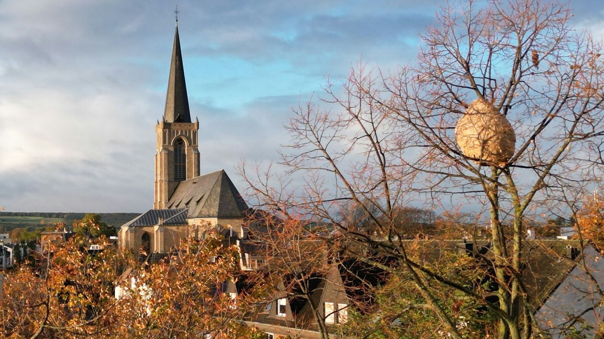 Das Bild zeigt das Nest in einem Baum. Im Hintergrund ist die Herz-Jesu-Kirche in Euskirchen zu sehen.