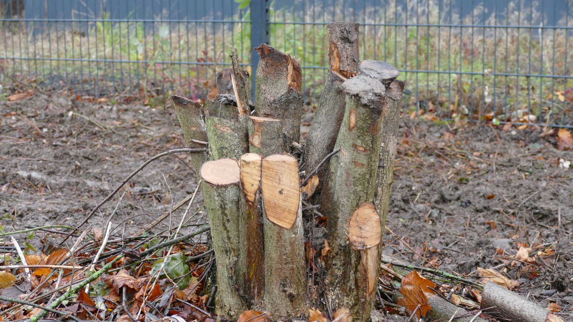 Abgesägte Baumstümpfe ragen aus dem Boden. Tiere wurde damit der Lebensraum genommen. Die Pflanze kann nun auch keinen lebenserhaltenden Sauerstoff mehr produzieren.
