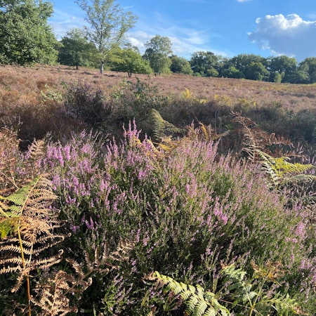 Ein blauer Himmel mit weißen Wolken spannt sich über einer Heidelandschaft mit typischem Heidekraut im Vordergrund.