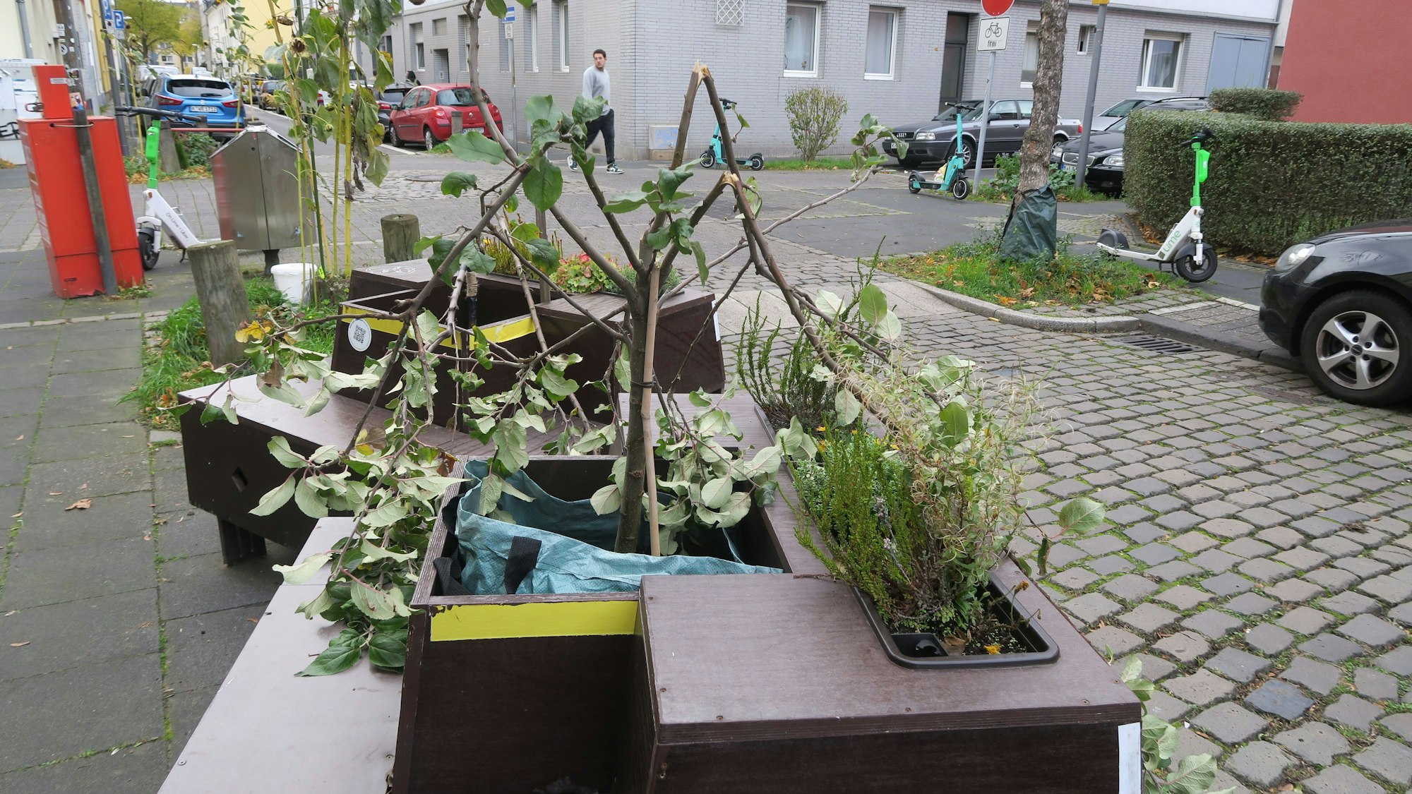 Abgeknickte Bäumchen stecken in den Beeten von zwei Bank-Beet-Kombinationen in Humboldt-Gremberg.