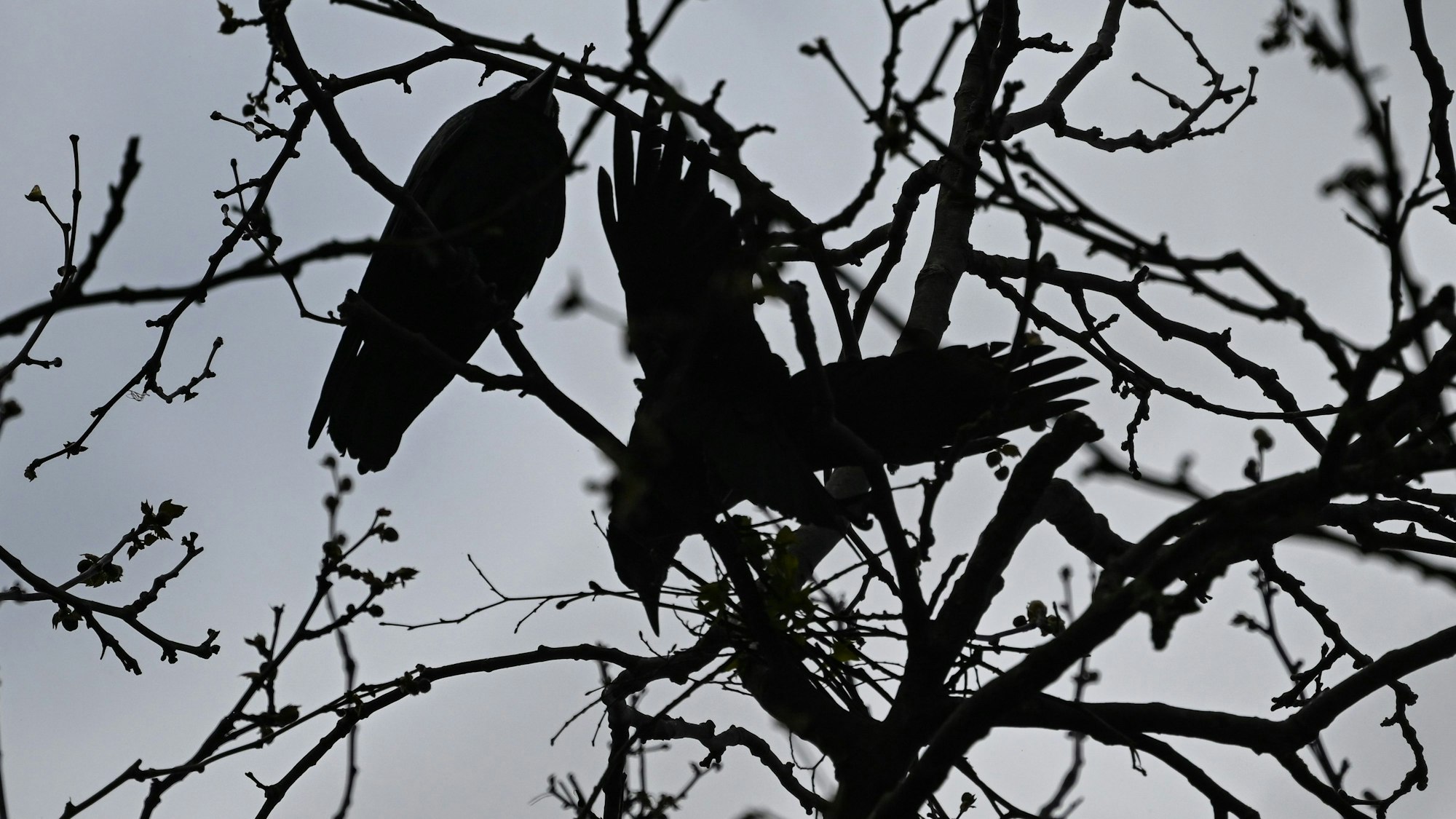 13.04.2023, Hessen, Frankfurt/Main: Wie ein Scherenschnitt wirken Krähen, die sich auf einem Baum ein Nest bauen.