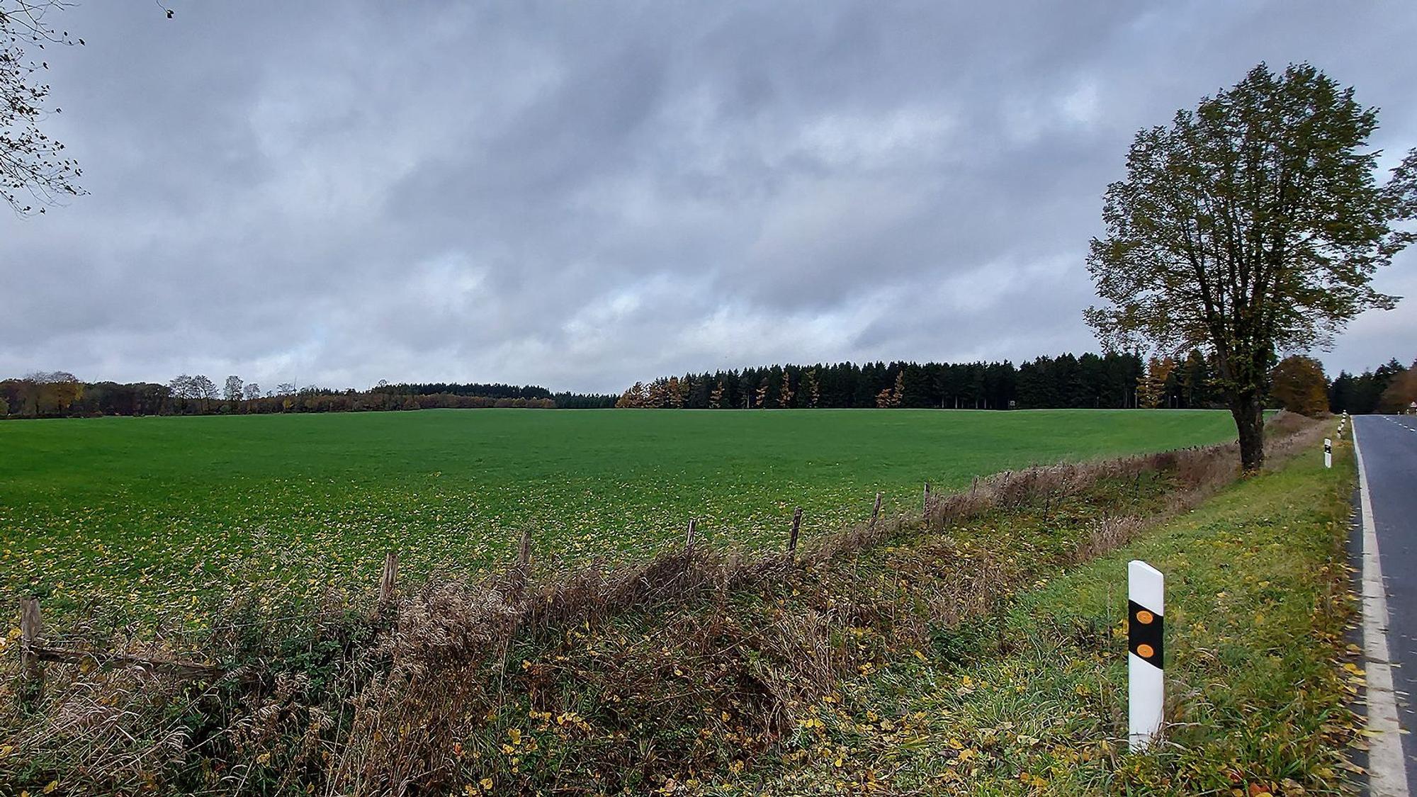 Das Bild zeigt eine Wiese an einer Straße, im Hintergrund ist der Waldrand zu erkennen.