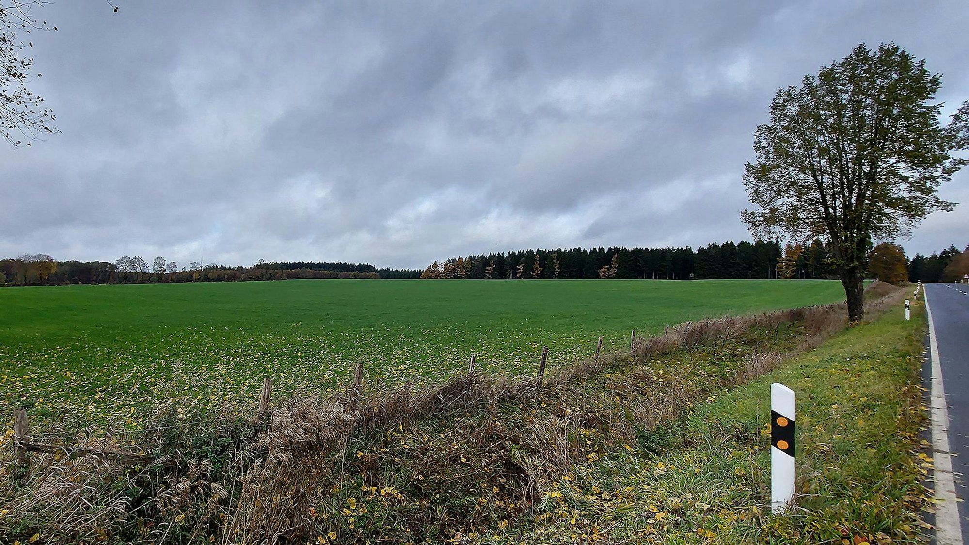 Das Bild zeigt eine Wiese an einer Straße, im Hintergrund ist der Waldrand zu erkennen.